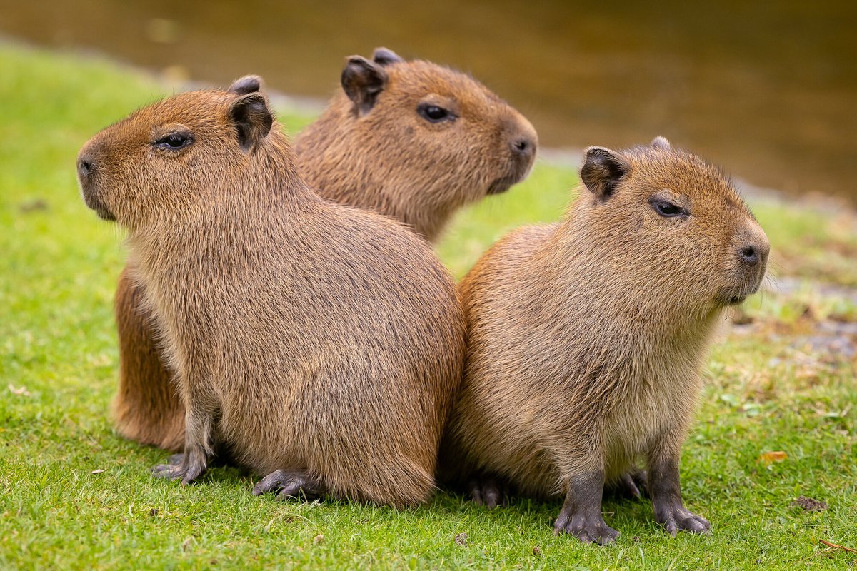 Mirco87556808's tweet photo. @EineLotta Baby capybaras kann niemand toppen https://t.co/jotHK8566l