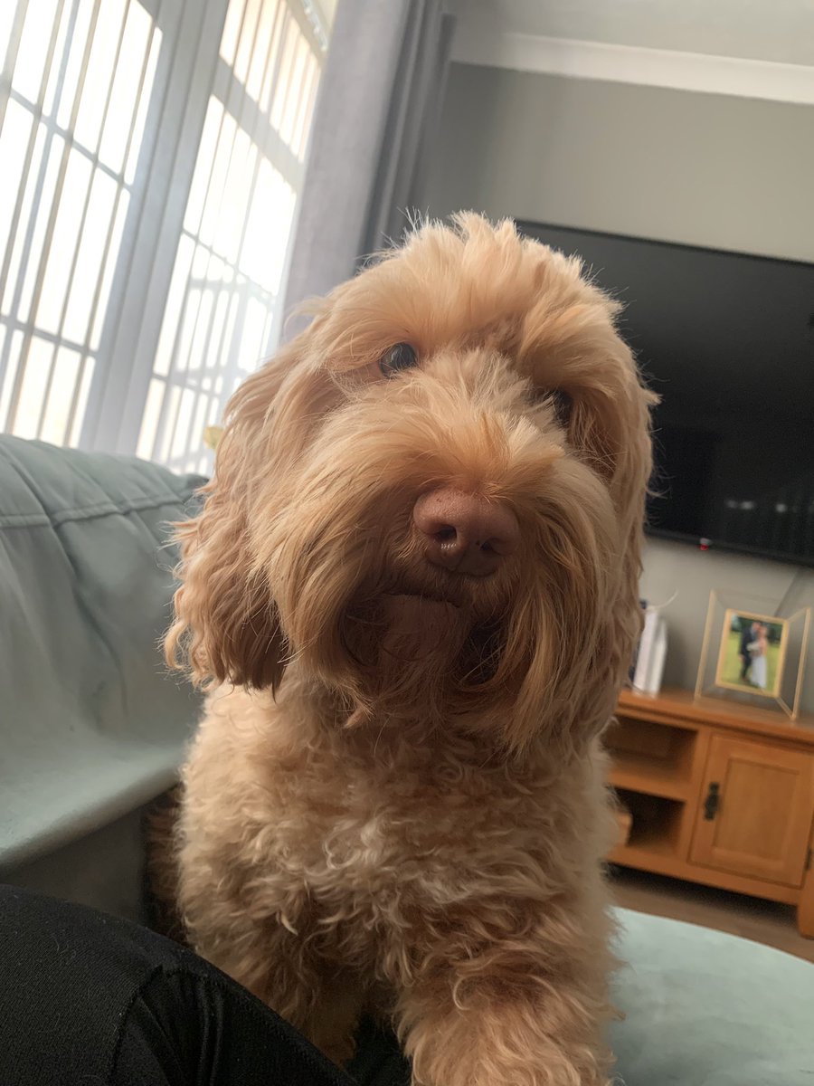 MrsSilverSJHS's tweet photo. Missed this one!! Maybe she could come next year as our mascot ?! @cymraeg_sjhs 🏴󠁧󠁢󠁷󠁬󠁳󠁿 🐶 https://t.co/Gm9x3BEz0R