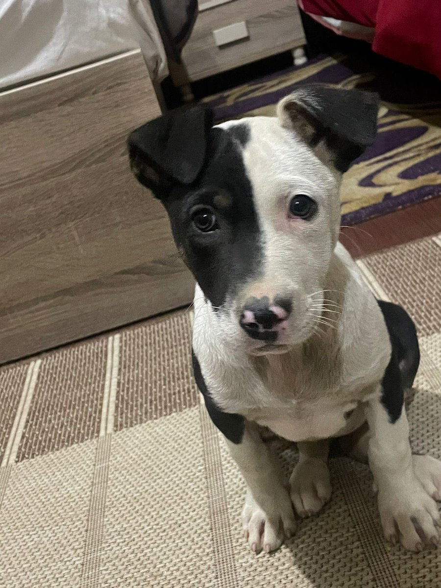 LaraNac0's tweet photo. Urgent help needed! We rescued him after he was stolen by kids and found wandering the streets. He's now in a foster home until Monday, but we need your help to find him a forever home or sponsor for his boarding and vet needs to keep him safe! Plz we really need any kind of help https://t.co/wlzamNumqh