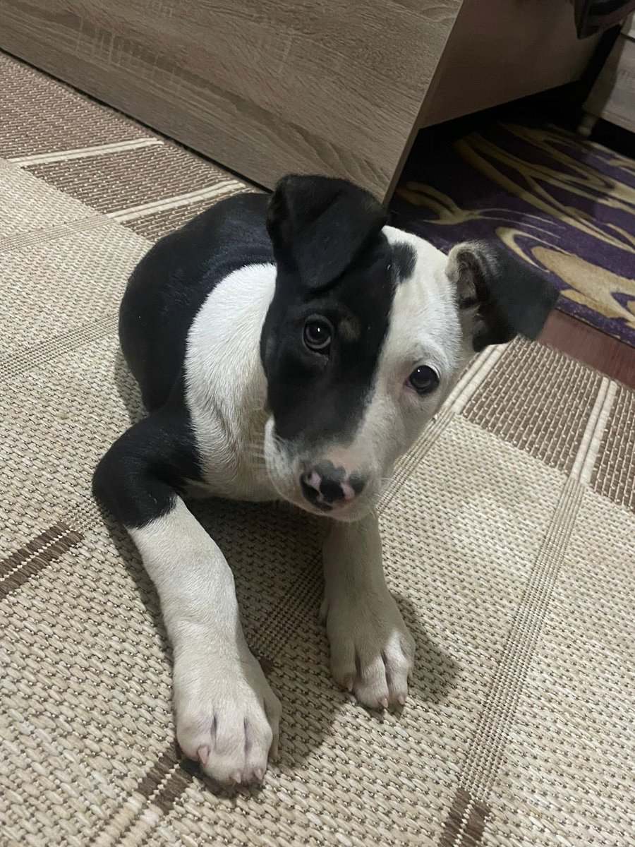 LaraNac0's tweet photo. Urgent help needed! We rescued him after he was stolen by kids and found wandering the streets. He's now in a foster home until Monday, but we need your help to find him a forever home or sponsor for his boarding and vet needs to keep him safe! Plz we really need any kind of help https://t.co/wlzamNumqh
