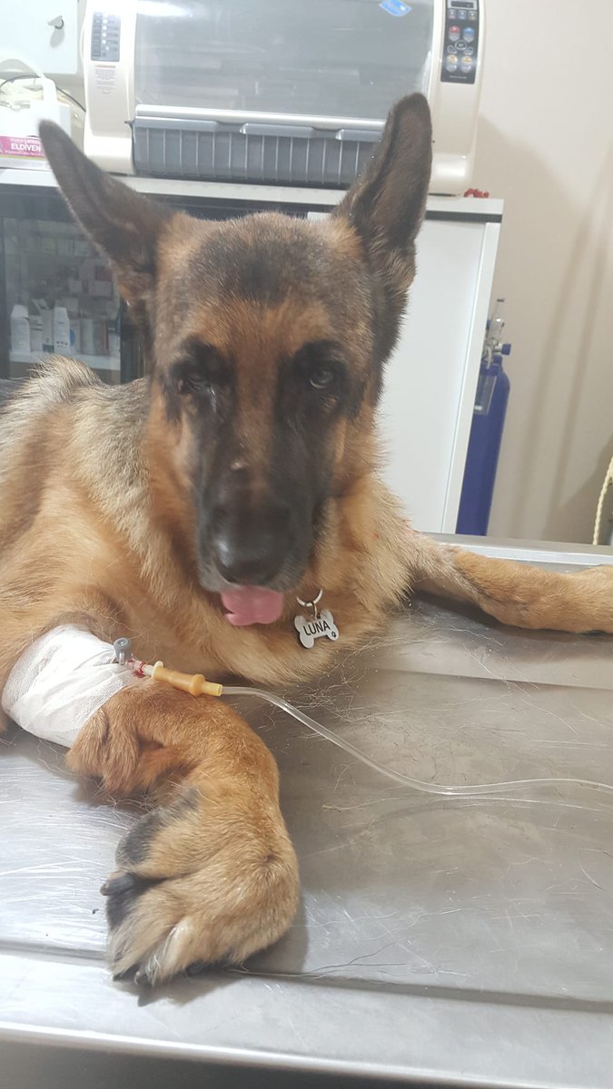 Please pray for our Luna 🙏 😥

Follow us @AGaffar54

#GermanShepherd #germanshepherds #dog #dogs #dogsoftwitter