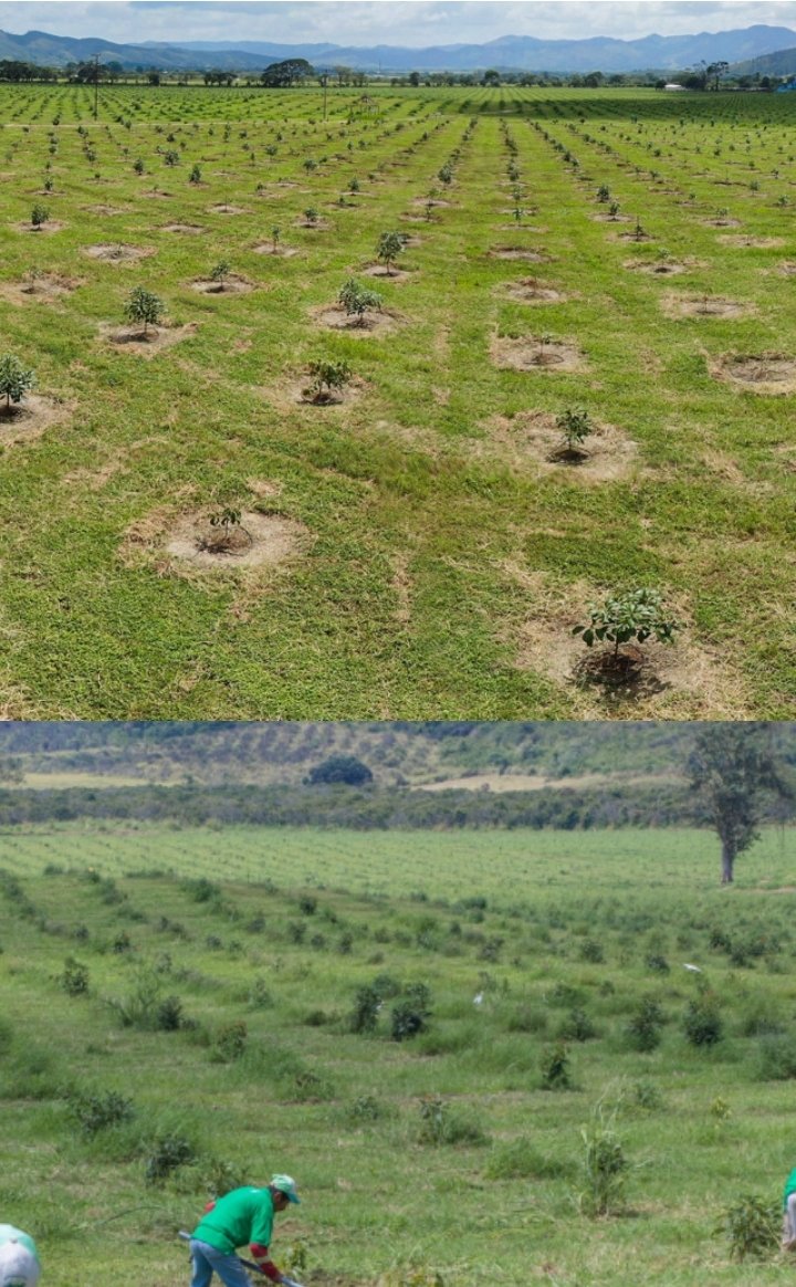 CHOCO_TACHIRA's tweet photo. Alta producción de aguacate hass en Yaracuy Buenos ejemplos a seguir 👨‍🌾🇻🇪

255 hectáreas 
40.000 árboles🥑

Disponemos absolutamente de los mejores injertos de aguacate en la nación. 
Injertos Maximun con patrones de excelencia comprobada sanidad vegetal y buen manejo agronómico. https://t.co/WzkFBkkX2X
