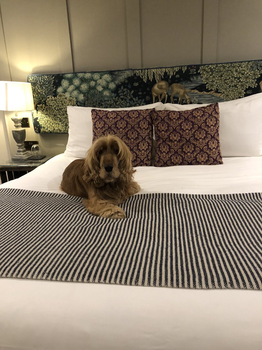 jadeallen17's tweet photo. Arrived in The Cotswolds to celebrate Asher turning 4 tomorrow. 🎂🎈🐶 #onlyturnfouronce https://t.co/ewgVzU8d0e