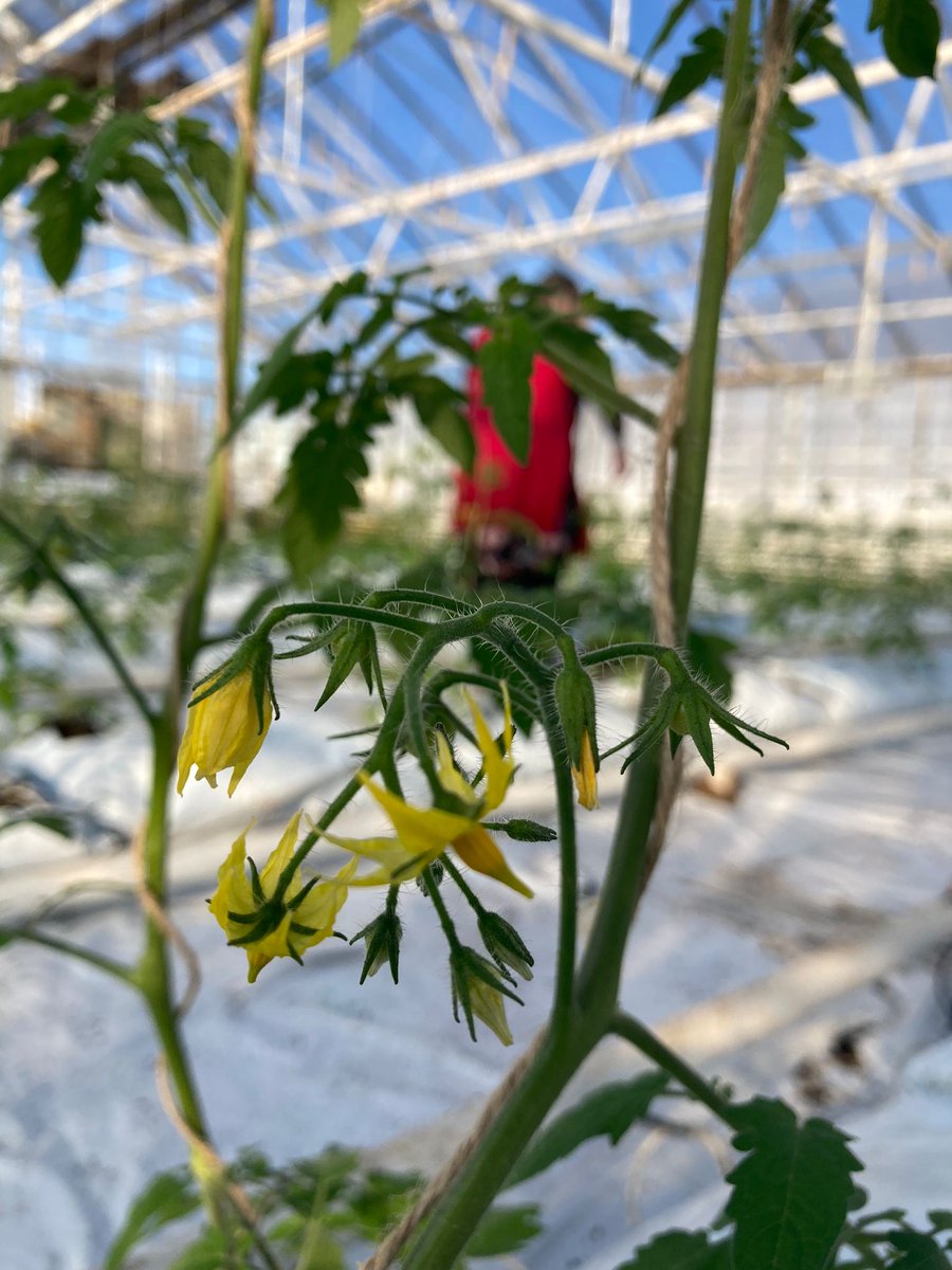 Tomaatit on istutettu Jamin opetuspuutarhalla ja äitienpäivän tienoilla näitä herkkuja päästään maistelemaan. Tomaatteja tuleee myyntiin Jamin puutarhamyymälä Timjamiin. Puutarha-alan opiskelu Jamissa on elämänmakuista oppimista. jamin.fi