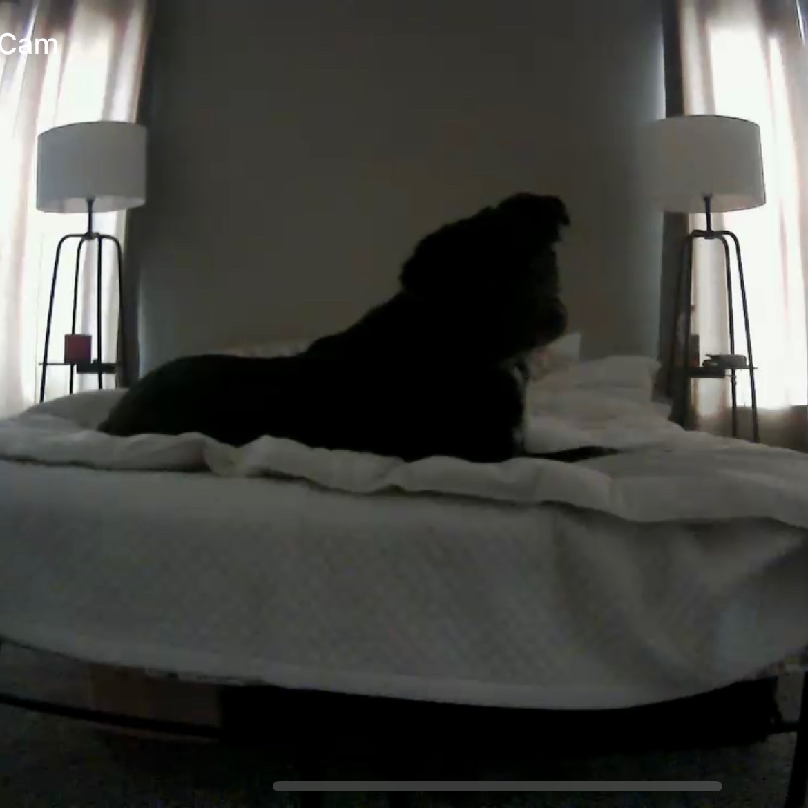 heyarmoldd's tweet photo. We got a pet cam so we can watch Finn do this the entire time we’re gone. MY HEART 🥹😭 https://t.co/hRjx4PnYHg