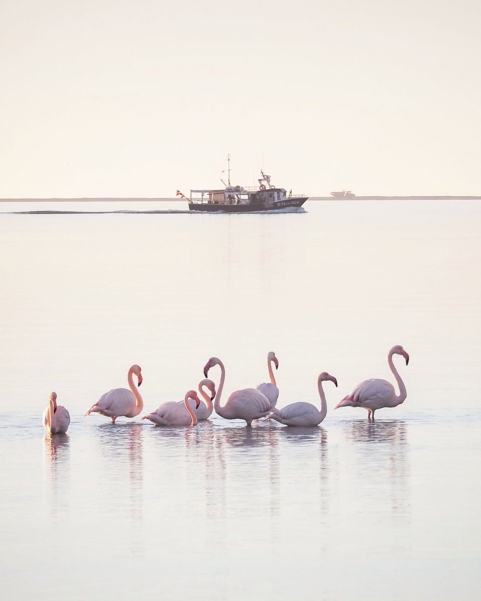 Al Delta de l'Ebre tenim flamencs tot l'any 🦩🦩🦩
<a href="/catexperience/">Catalunya Experience</a> <a href="/lampollaturisme/">ampollaturisme</a> <a href="/TurismeDeltebre/">Descobreix Deltebre</a> <a href="/TurismeLaRapita/">Turisme la Ràpita</a> <a href="/terresebretur/">Terres de l'Ebre</a> <a href="/SocEcoturista/">Ecoturisme Catalunya 💙</a> <a href="/visitcatalonia/">Visit Catalonia</a>