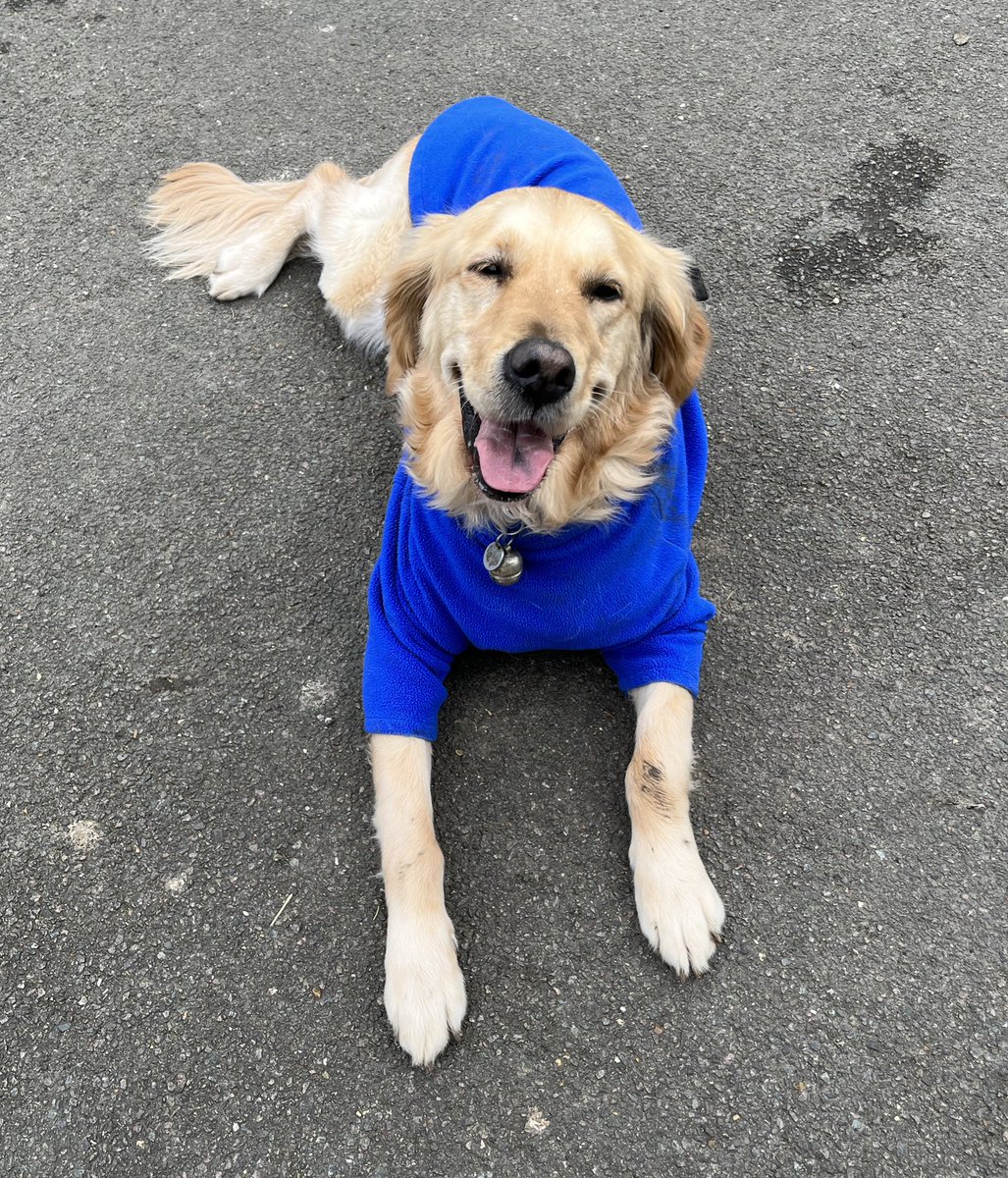 guide-dog-ava-on-twitter-so-i-definitely-didn-t-eat-the-bread-put-out