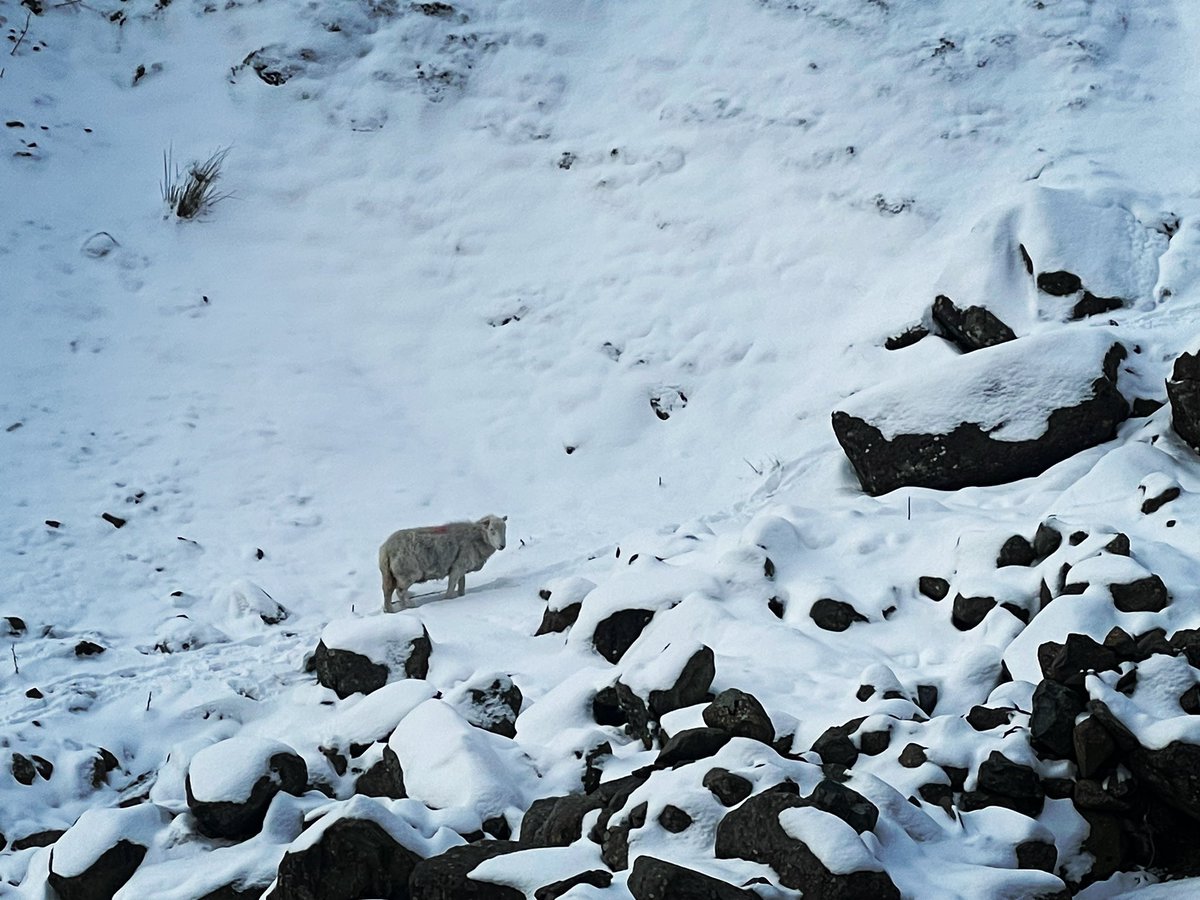 AMountainBlog's tweet photo. Some company on my solo hike up Bowfell in the snow

#LakeDistrict #Hiking #MountainHiking #Bowfell https://t.co/sfdOljSp3I