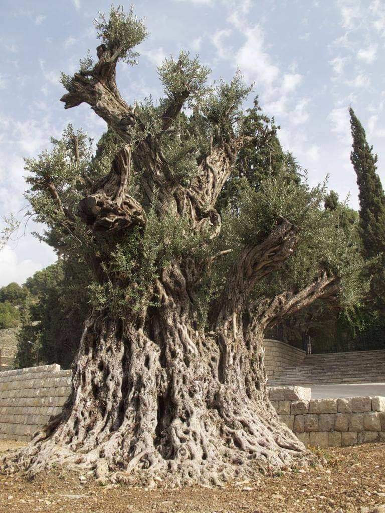 Dr. M.F. Khan (@Dr_TheHistories) on Twitter photo 2023-03-12 18:45:35 A 6000 years old olive trees, in Bchaaleh, Lebanon; are the oldest Olive trees in the world.
#drthehistories A 6000 years old olive trees, in Bchaaleh, Lebanon; are the oldest Olive trees in the world.
#drthehistories
