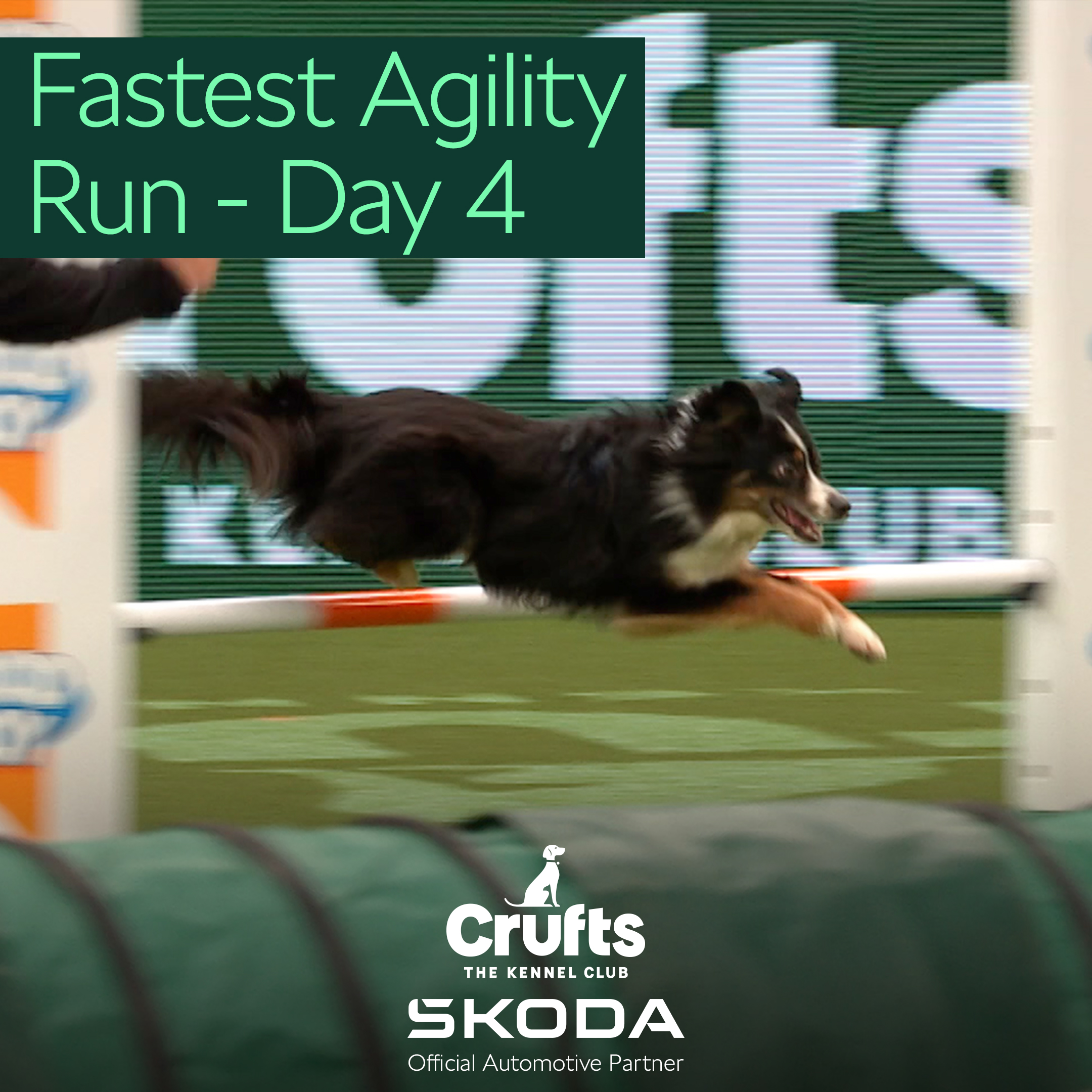 Crufts hotsell day 4