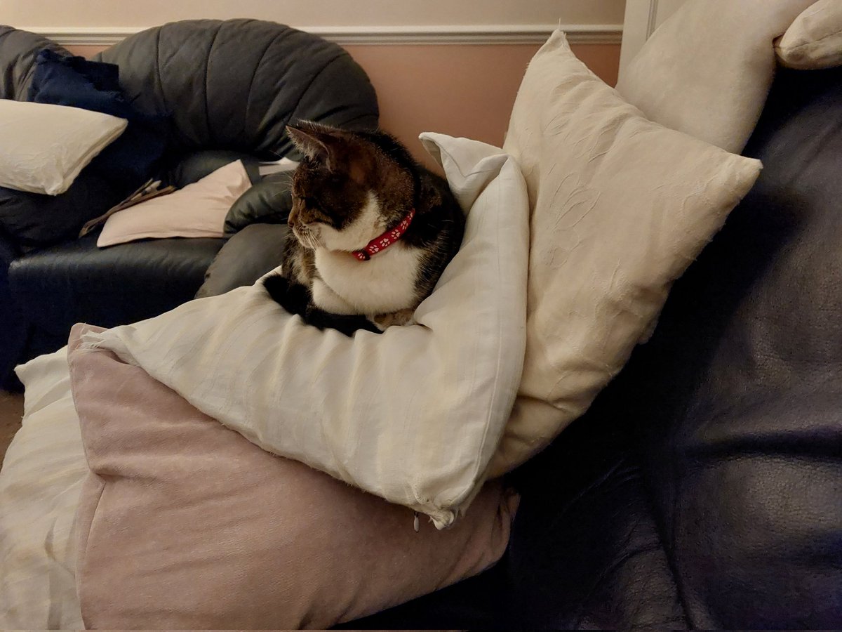 LpPeer's tweet photo. #CatsOnTwitter #catthatgotthecream coloured cushion before I'd managed to arrange the sofa cushions 🤔 🤣 #gottabequicker 😂 https://t.co/wj2ESDqug7