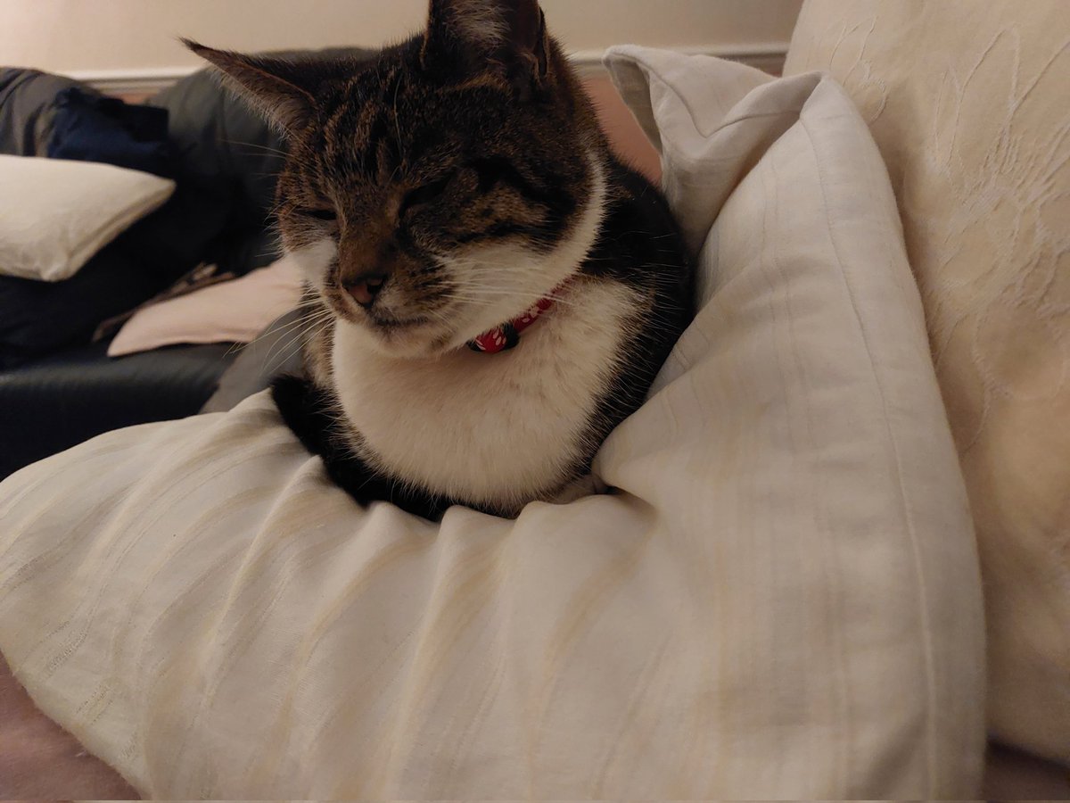 LpPeer's tweet photo. #CatsOnTwitter #catthatgotthecream coloured cushion before I'd managed to arrange the sofa cushions 🤔 🤣 #gottabequicker 😂 https://t.co/wj2ESDqug7