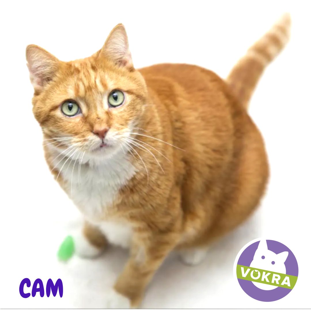 VOKRAtweets's tweet photo. VOKRA 🐱 CAM FOR ADOPTION! Charming, handsome, and full of personality! https://t.co/k2IGPTbgEP #specialneedskitty #vokra #rescuecatsofig #rescuecat #adoptdontshop #catlover #fosteringsaveslives #catsofvancouver #catsforadoption #catrescue #blackcat #tuxedocat #vancouver #yvr https://t.co/CvDjMB4OuY