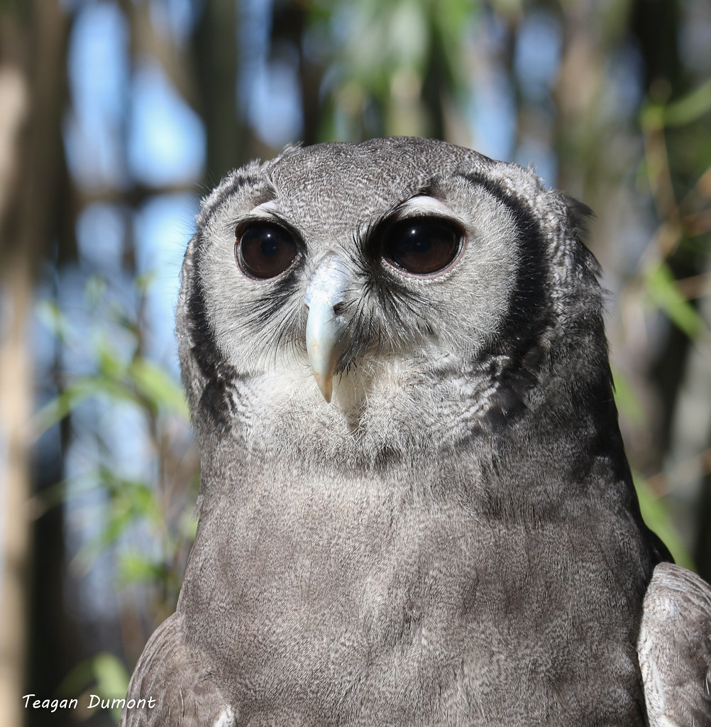 Cincinnati Zoo on Twitter "Please wish Ori a Happy 2nd Birthday! Ori is a milky eagle owl, the