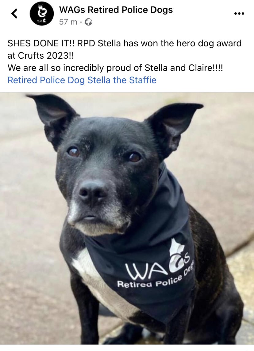 NWDogRescue's tweet photo. YAAAAAAAAAAAAAY!!!!
Congratulations @RPD2025STELLA whoop whoop whooop!!!!
THANK YOU to everyone who voted #teamFFH π§‘π§‘π§‘ https://t.co/9QwWJ1sY4X