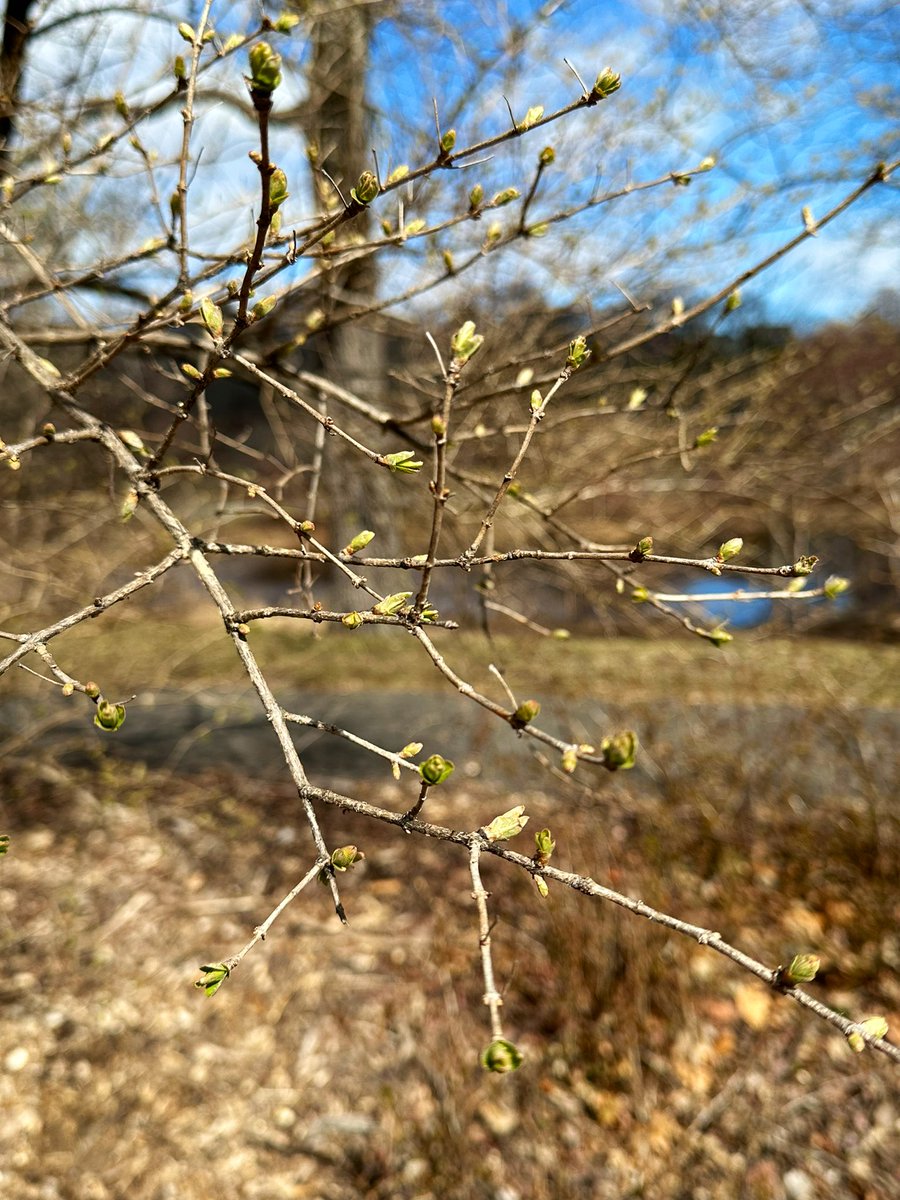 Emjay1028's tweet photo. Itβs all happening! ππ₯°βοΈ
#SpringIsComing #MJWeather #SortOf #ViewFromMidDayRun #Boston #SundayRunday #LongRunDay https://t.co/XUwhi49GNV