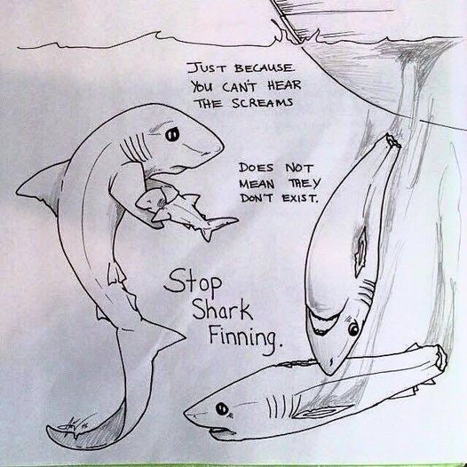 ZientekMary's tweet photo. This artwork is by Sharktopia. We had to share it with you as the message could not be stronger. The only animals on this planet that needs shark fins are sharks. https://t.co/weixASCWWi