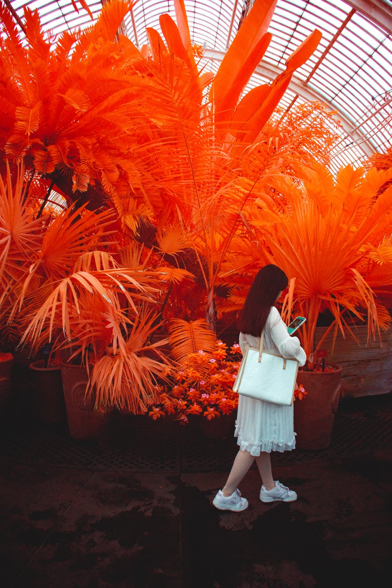 Mathieustern's tweet photo. Sometimes the best models are not even caring you are there.
Shot on Infrared A7II in London.
#irphotography #infrared #infraredphoto #kewgarden #Irchrome https://t.co/KOQomr4e7c