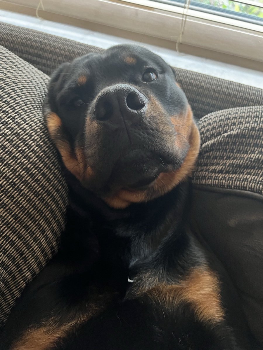 K9Caravanning's tweet image. Our little boy Reggie the rotti just chilling while waiting for best in show to come on tv @crufts