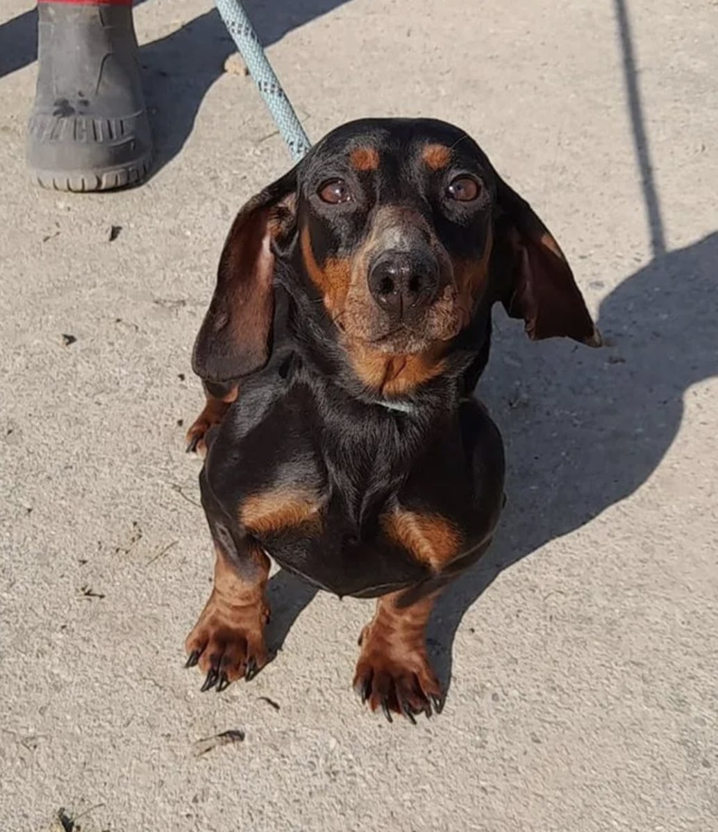 TRA_Tierschutz's tweet photo. "Hi #twitterrudel 👋
Ich mache schon Mal meine Ohren steif, denn ich habe gehört, dass man hier auch eine eigene Familie finden kann?" 

Ceruza, Dackel, weiblich, 2 Jahre, vom Züchter beschlagnahmt  
#dackelliebe #tierschutz #zuhausegesucht #dackelblick https://t.co/VlCkvT0Mv0