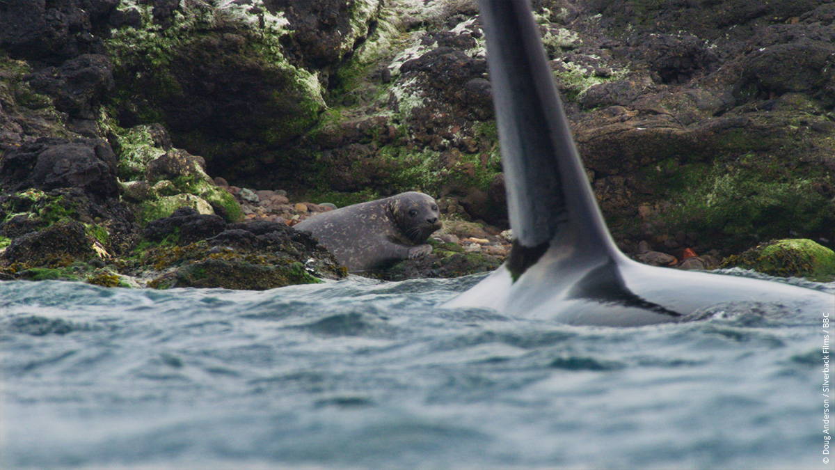 wwf_uk's tweet photo. #DidYouKnow it’s possible to see orca around the coast of the UK? 

Amazing footage in tonight’s #WildIsles showing their hunting behaviours. Has anyone been lucky enough to see them in our waters? 👀 

@BBCiPlayer https://t.co/aIShSyFgsT