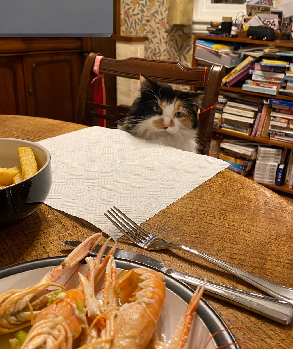 MollyMoggy26's tweet photo. Bella was very cheeky 🙀 and frustrated😹. Mum and Gran had langoustine 🦐🦐🦐 as a treat. I wasn’t bothered but clearly Bella felt upset that she wasn’t given a plate 😹😹😹. Sleep 💤 well dear furiends🐾💕🐾💕 #catsoftwitter #sundayfunday #greedycat #floofy #fluffy https://t.co/M1UZUpxOzk