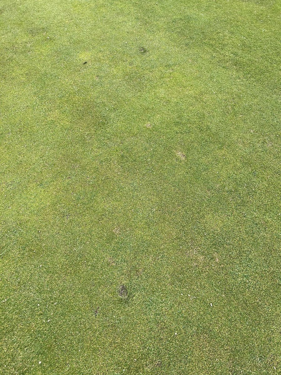 signsforgolf's tweet photo. It amazes me every time I play golf I’m repairing 3-4 pitch marks on every green.
Thank god for the new pitch fork signs!!
@golfguidehq @JAresorts #dubaigolf #golfsigns #pitchforks #woodensigns https://t.co/xjCpnM8y8Q