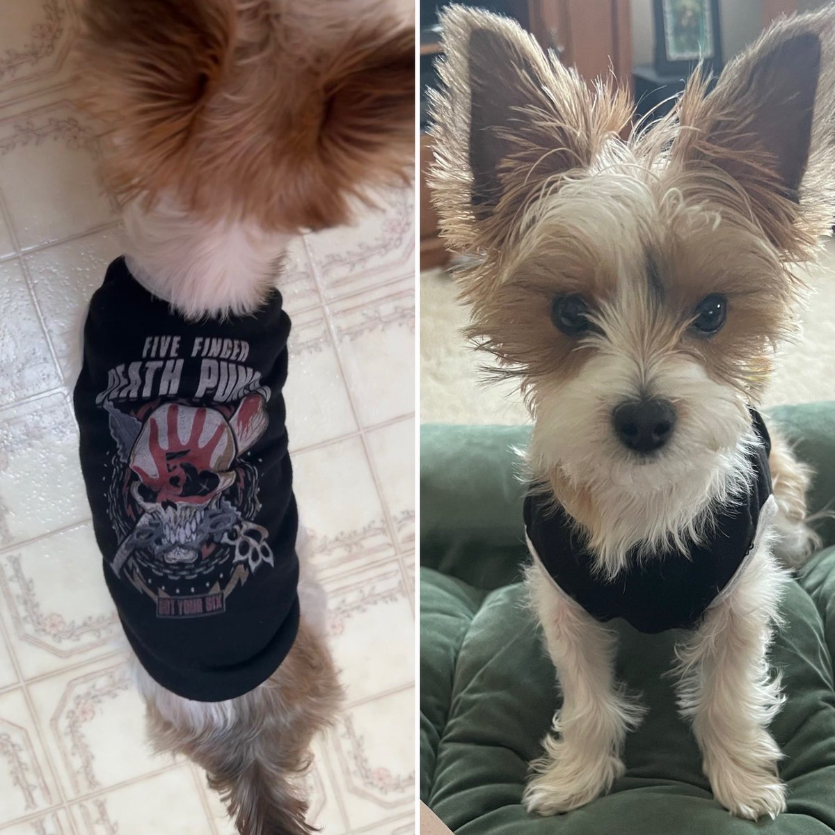 Toby rocking his @FFDP shirt. @SpeakPug any chance of adding pet apparel to the @5FDPChrisKael collection? Toby would love a Kael shirt