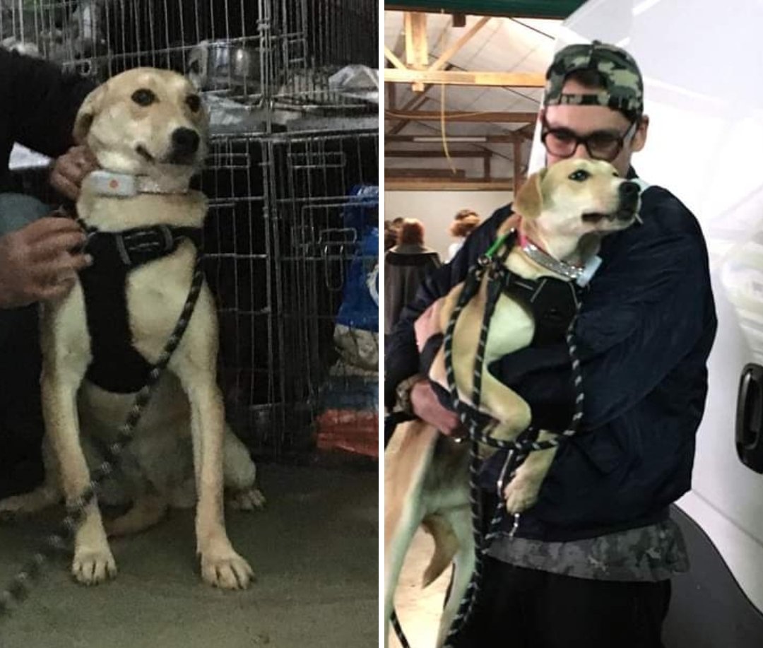 Hier était une magnifique rencontre pour la belle Étoile 🥰🐕

Elle a pu rencontrer son adoptant ❤️

Nous sommes vraiment très heureuses pour elle, nous lui souhaitons une superbe vie bien entourée 💖