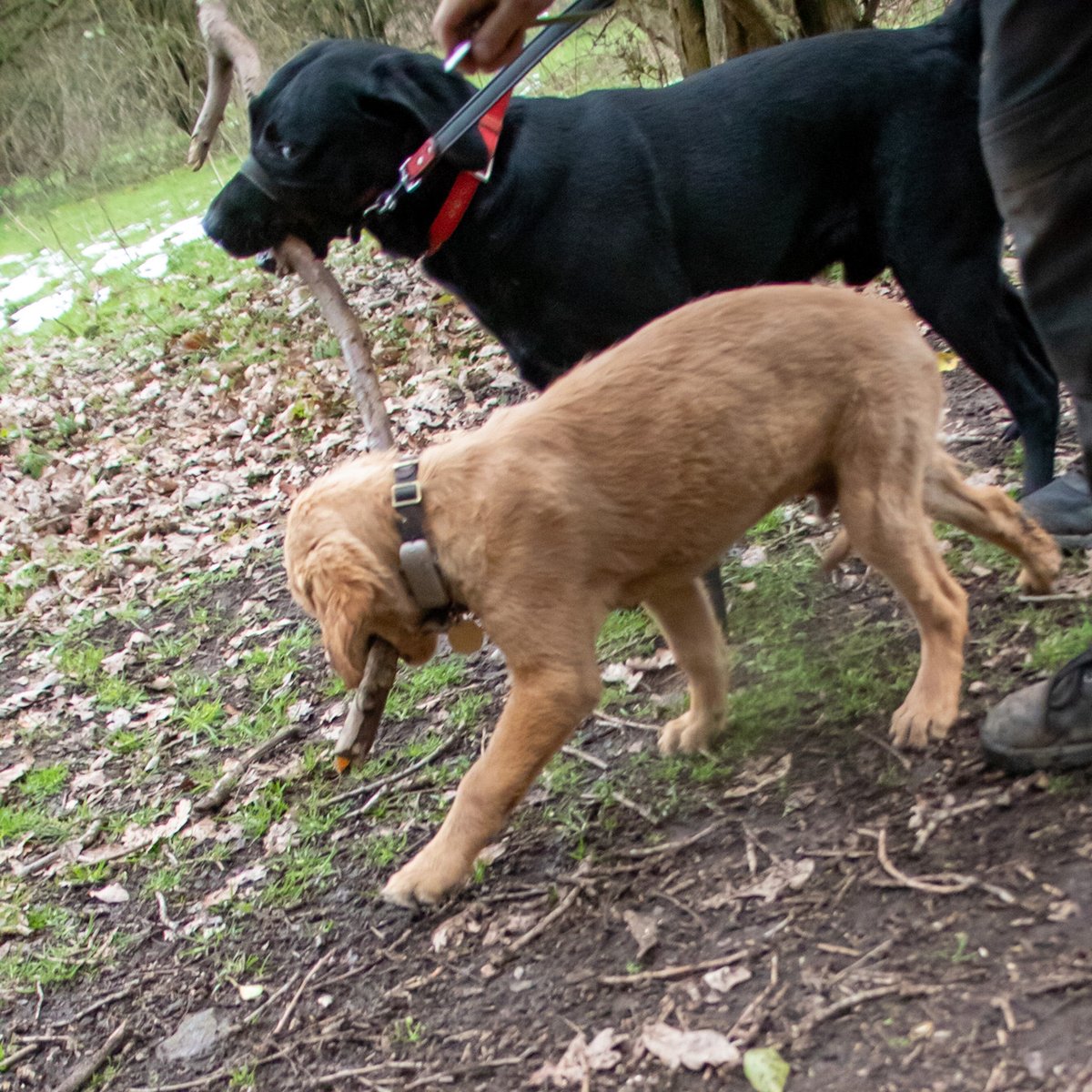 Finlay and Bob sharing a stick on their walk yesterday #goldenretriever #puppyphotos #dogwalking #hartshill #blacklab #labradour #northarden #dogfriends #puppylife