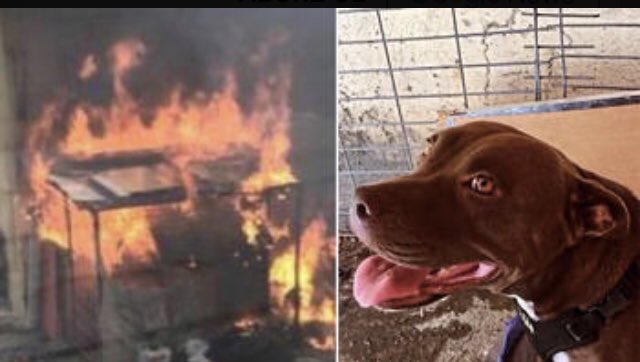 DolunayEmine's tweet photo. Şila isimli köpeğin kulübesinde yanarak katledildiği olayın zanlısı Ertuğrul E.(50)Seferhisar’da saat 13:30’da Pazaryeri arkasındaki binada çıkan yangında hayatını kaybetti. https://t.co/rMGUpJ20OK