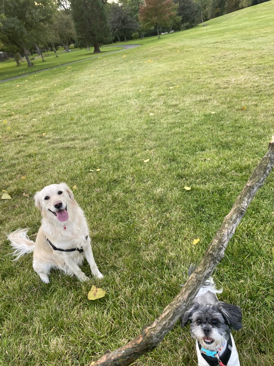 kinsella160's tweet photo. Sunny the golden retriever (4) and lucky the shih tzu (3) are the best of friends and wouldn’t be without each other! They are truly best friends #actionshot #crufts #crufts2023 @Crufts https://t.co/M6MIqVKiL9