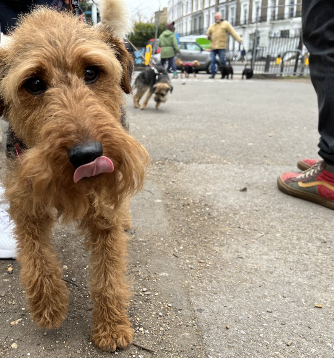 TheGoodwashCo's tweet photo. Welsh for Dogs Introduction.. #havetogetyourtonguearoundit #woofwalk 🐾
Eistedd - Sit
Dere 'ma - Come here
Aros - Wait
Cer i nôl e - Fetch
Ci da - Good Dog
Gorwedd - Lie down https://t.co/7ckCTv3fEI