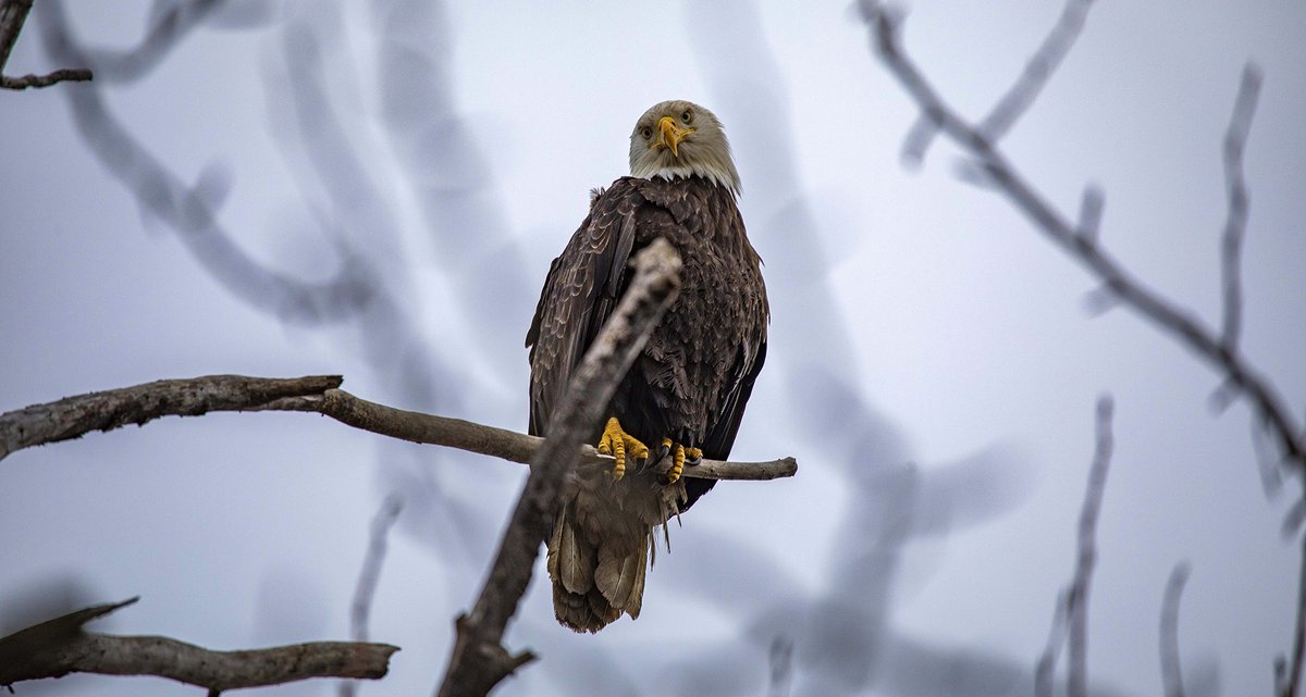 Kent_YVR's tweet image. I've been spotted 😄  Resident Raptors near YVR Airport. There's a massive nest close to where I took these. #BaldEagle #PacificNW
