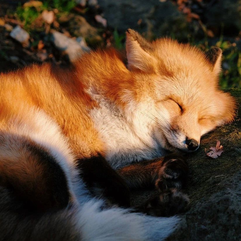 The sleeping #fox catches no poultry.” ~ Benjamin Franklin
#animals