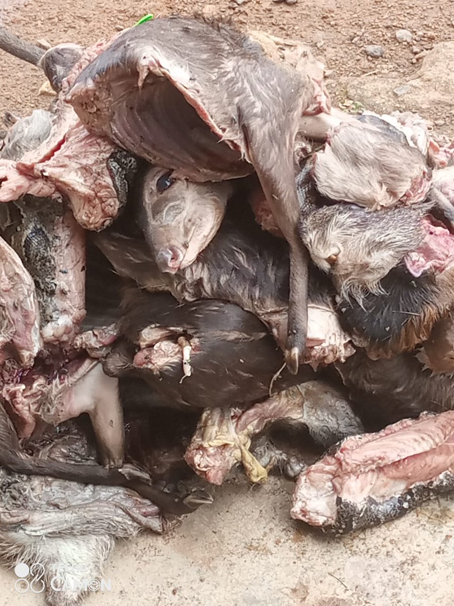 RichardSsuna's tweet photo. We need to address the bush meat problem and poaching globally, to protect wild animals.
#ConserveWildlife
#WildlifeCrime
#WildlifeExtinction https://t.co/gWtwznq2Ez