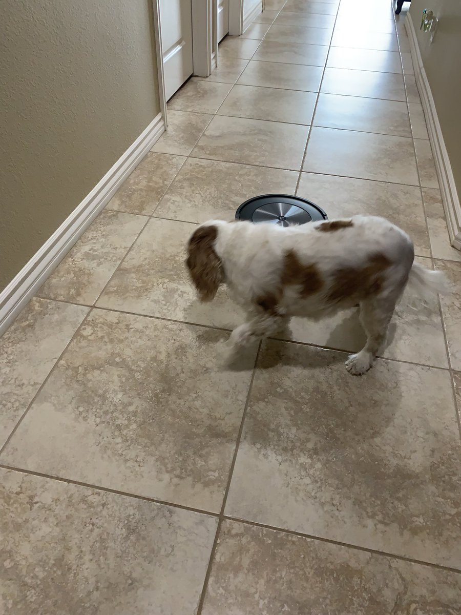 TarHeelBruin's tweet image. I pay for housekeepers every 2 weeks. But this rumba is the best money I ever spent, and Hundley 🐶 is not afraid of it.  #buyone I named it Rudy 🤣.