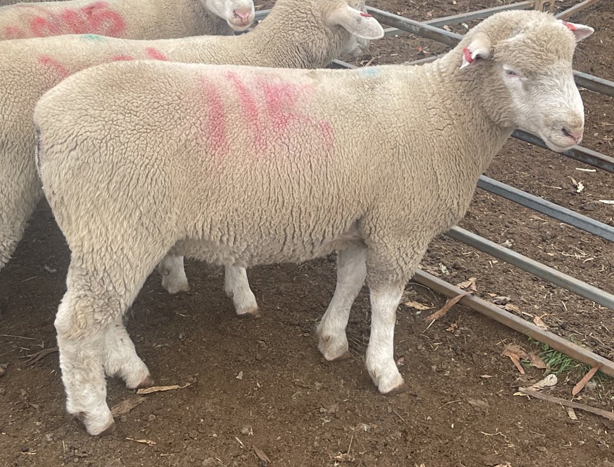 WillMilroy's tweet photo. With genomics results back, selecting Poll Dorset ram lambs to use over some of our stud ewe lambs. These are sons of Valma 200040 ($41,000 purchased by Kinellar &amp; Gooramma studs) showing a lot of potential. Looking forward to lambing down &amp; viewing progeny in August. https://t.co/YxXGc4Xr9j