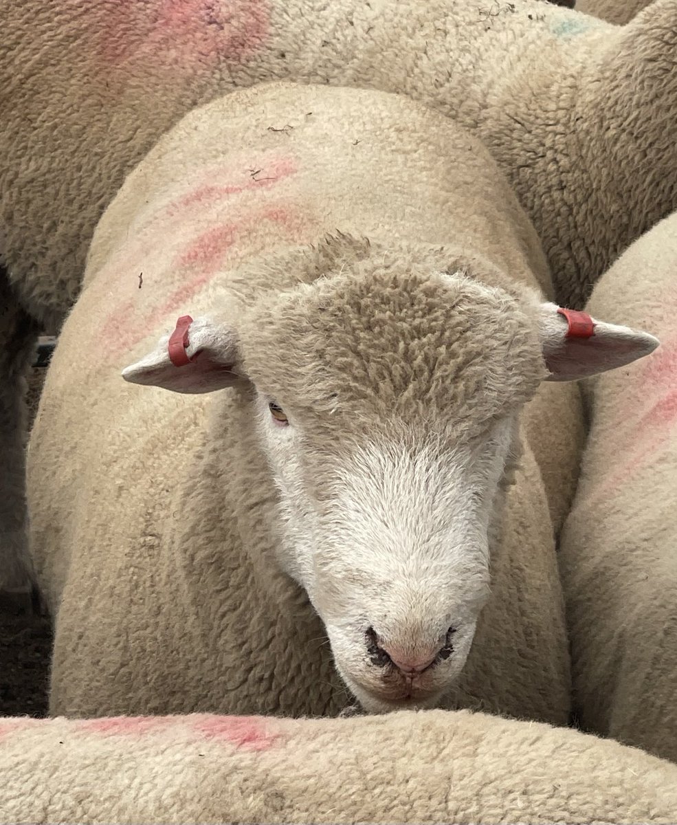 WillMilroy's tweet photo. With genomics results back, selecting Poll Dorset ram lambs to use over some of our stud ewe lambs. These are sons of Valma 200040 ($41,000 purchased by Kinellar &amp; Gooramma studs) showing a lot of potential. Looking forward to lambing down &amp; viewing progeny in August. https://t.co/YxXGc4Xr9j