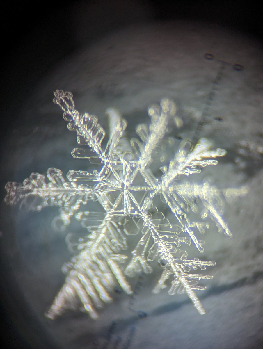 AnnaDigsSnow's tweet photo. Dendrites through the 25x macroscope!! 

Captured at a #SnowEx2023 field site in Fairbanks, AK on Thursday.

@NASA @NASAEarth @dartmouth @thayerschool https://t.co/AvTRXfkgpB