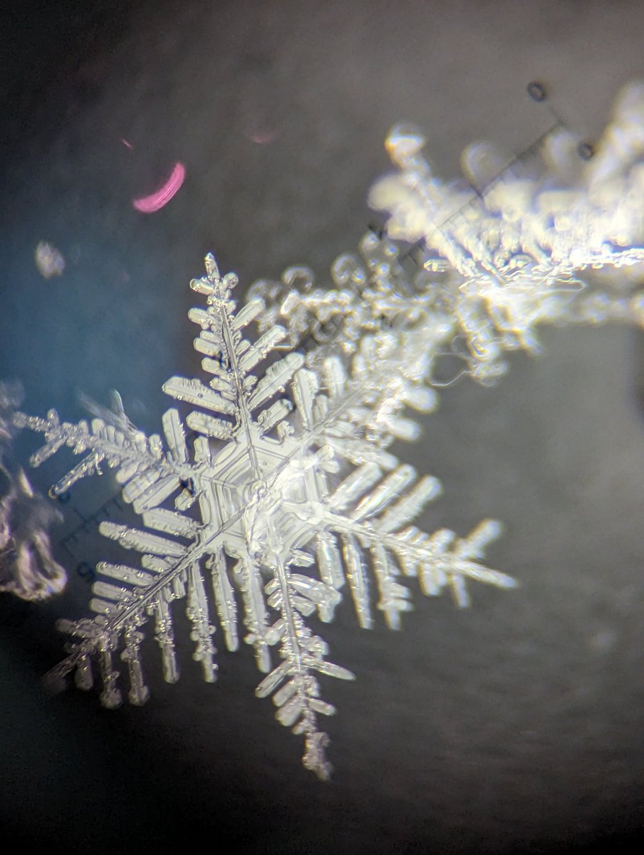 AnnaDigsSnow's tweet photo. Dendrites through the 25x macroscope!! 

Captured at a #SnowEx2023 field site in Fairbanks, AK on Thursday.

@NASA @NASAEarth @dartmouth @thayerschool https://t.co/AvTRXfkgpB
