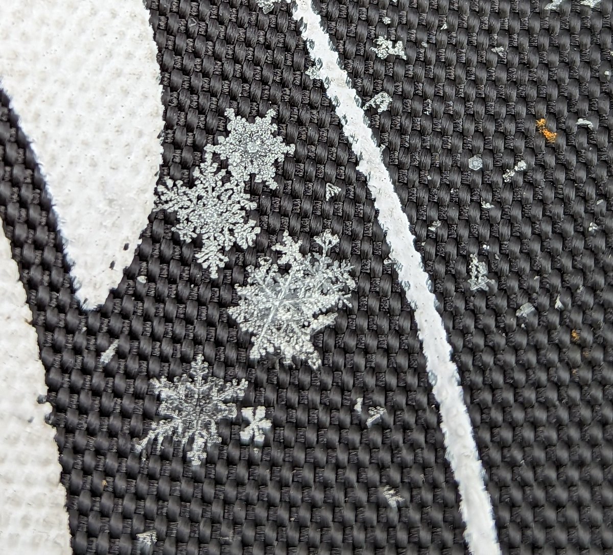AnnaDigsSnow's tweet photo. Dendrites through the 25x macroscope!! 

Captured at a #SnowEx2023 field site in Fairbanks, AK on Thursday.

@NASA @NASAEarth @dartmouth @thayerschool https://t.co/AvTRXfkgpB