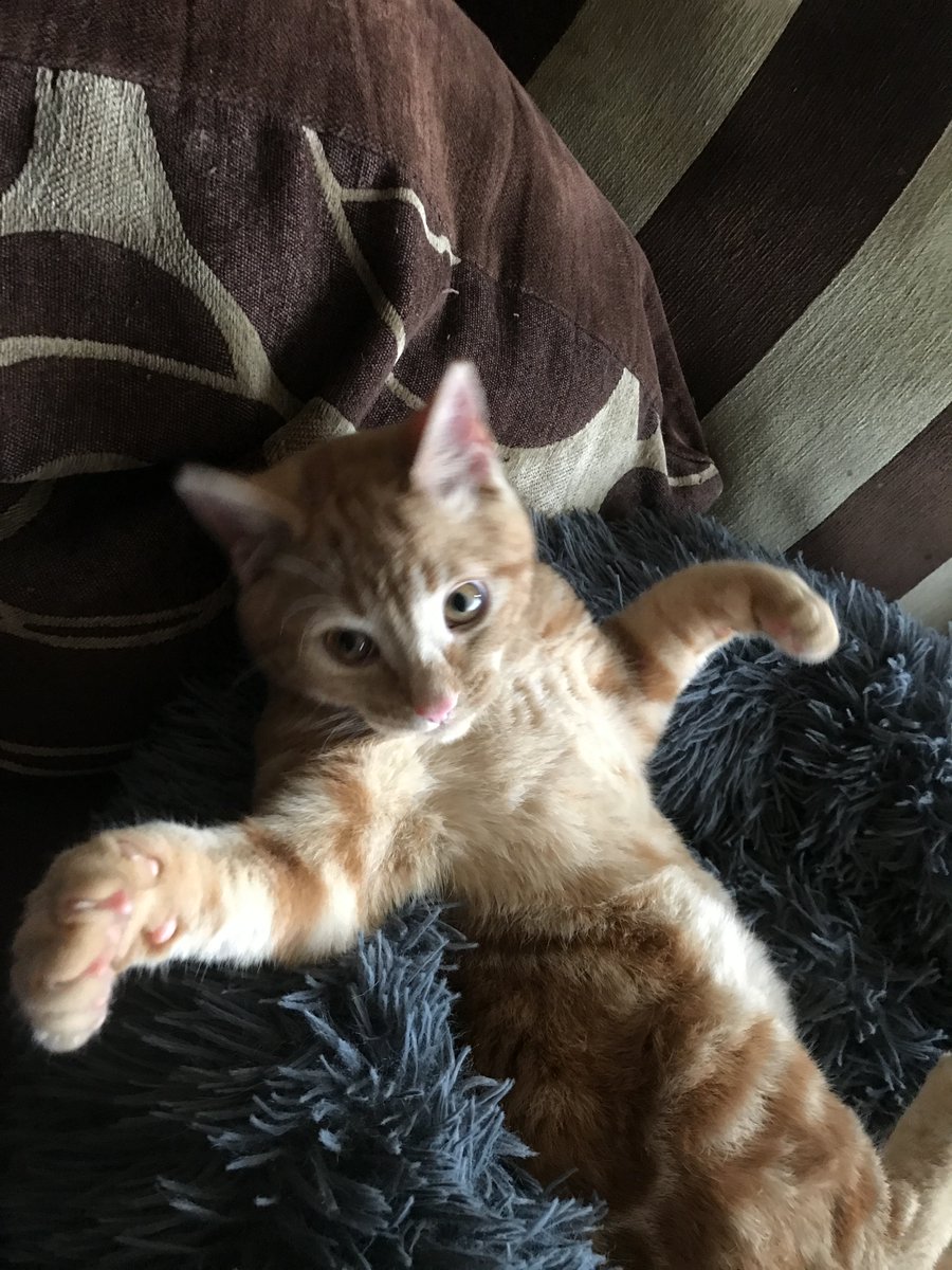 myboringjourne2's tweet photo. @missyy2222 Forrest one of my cats https://t.co/tFc5Ay0uD4
