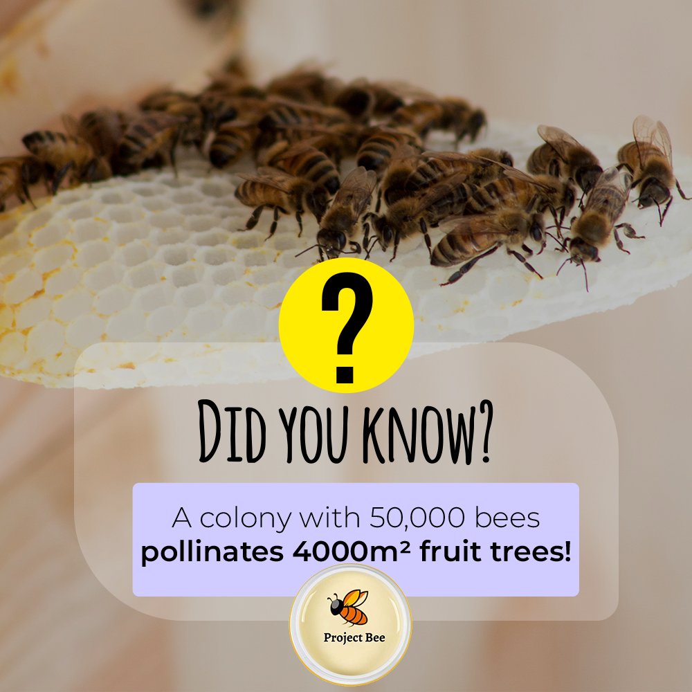 UKProjectBee's tweet photo. With the ongoing bee crisis, would we starve without bees?
#balancetheecosystem #beesofinstagram #bees🐝 #unsdg2030 #lifeonland #lifeunderwater #ProjectBeeUK
-
-
-
#UniversityofDundee🫣🫣 https://t.co/zC1BUUvYSv