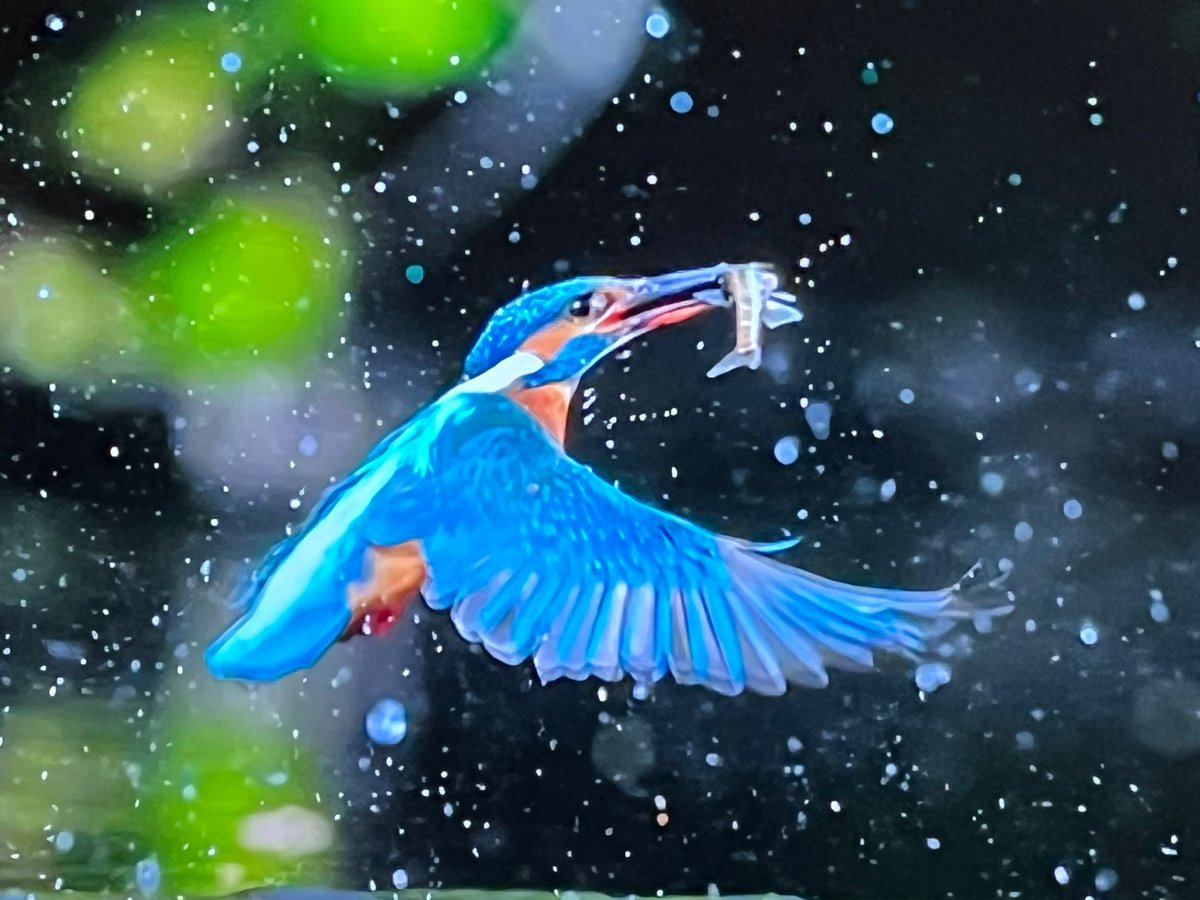philip_ciwf's tweet photo. Truly amazing photography for #SirDavidAttenborough’s new @BBC series #WildIsles
Opening our eyes and minds to the stunning but fragile UK wildlife 
We are the guardians of this beauty, we must not fail in our duty to protect it for our children
#OnlyOneEarth https://t.co/xS4VITzheU