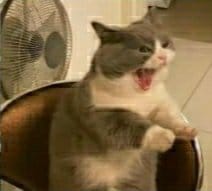 studynini's tweet image. como eu odeio esse plurall