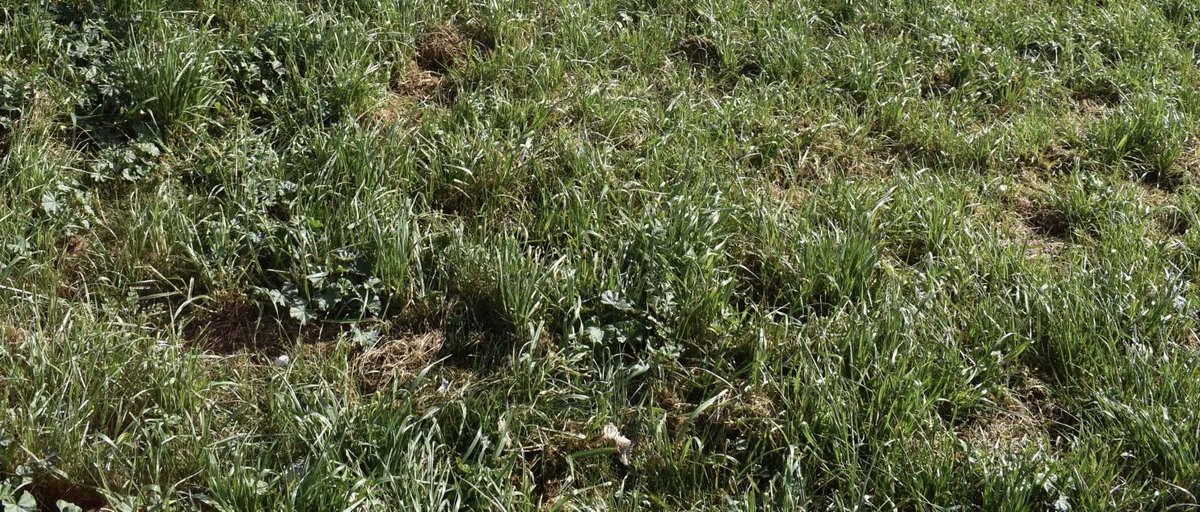 OtraCR's tweet photo. De los creadores de la Cabalgata de Reyes 2023 llega:

✔️ La pradera “naturalizada”

Con extensas zonas de matojos, malas hierbas y árboles secos recién plantados.

Un quiero y no puedo.
En mayo hay elecciones.
@AYTO_CIUDADREAL @MarianaBoadella @MasiasEva @PilarZamoracr https://t.co/Pnb3FlHMSf