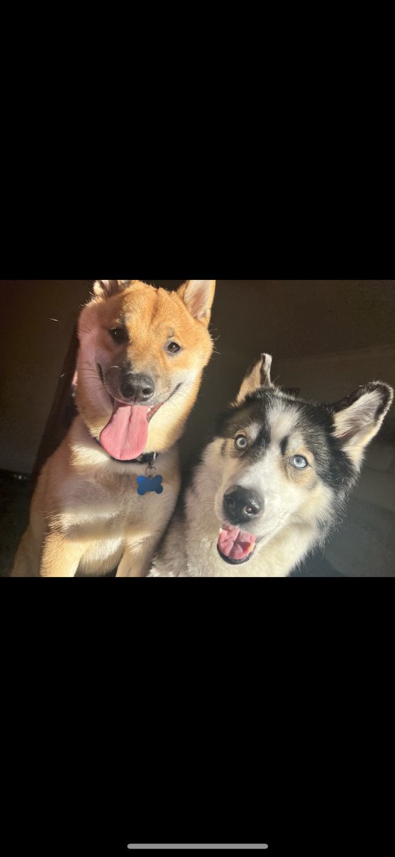 KayleighRMN's tweet photo. Watching #crufts2023 and enjoying the utility group. Maya the Siberian Husky and Koda the Shiba Inu 💗💙 https://t.co/E9PZIAKI90