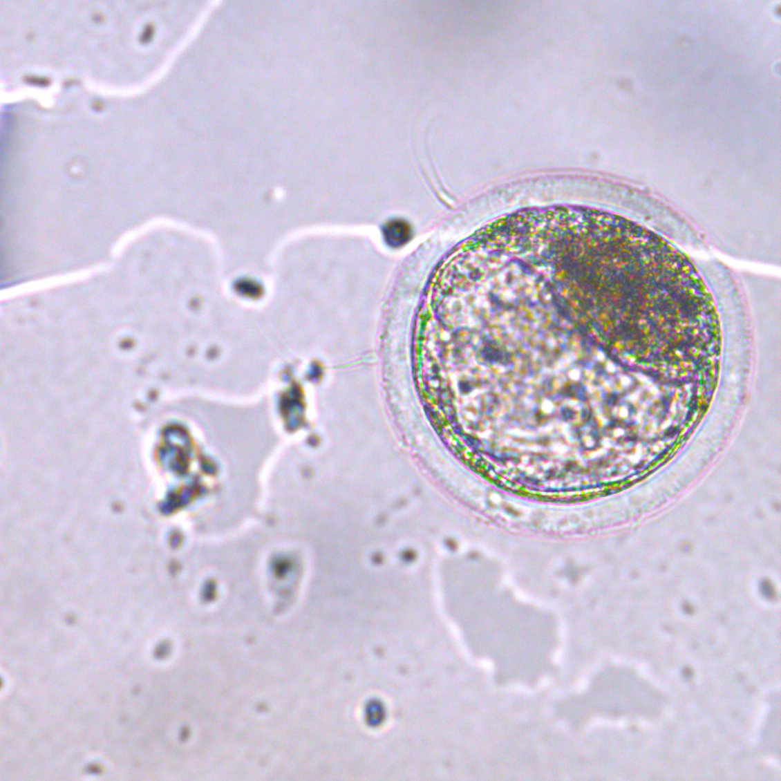 Here is Ximena Vargas <a href="/ChIMeNeXD/">Xime Vargas</a>, my first graduate student from <a href="/DCAI_CUAltos/">División de Ciencias Agropecuarias e Ingenierías</a> <a href="/CUAltos/">CUAltos UdeG</a> and her first bovine #embryo produced in vitro. #Reprorock