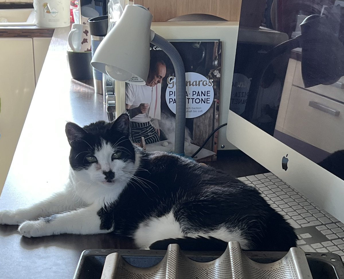 The #cat was on the #kitchencounter today 😹.
#Pandora 😻 #CatsOfTwitter